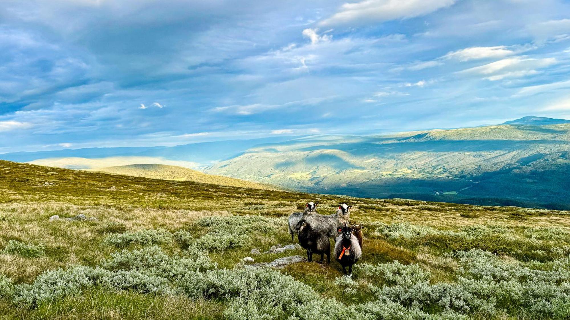 Mjosvang Kafe Vang I Valdres Buitenkant foto